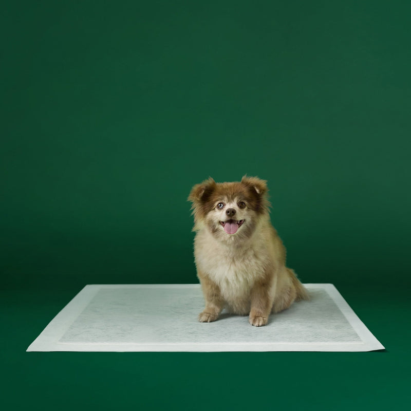 Disposable Dog Pee Pads with AbsorbShield+ Technology D6